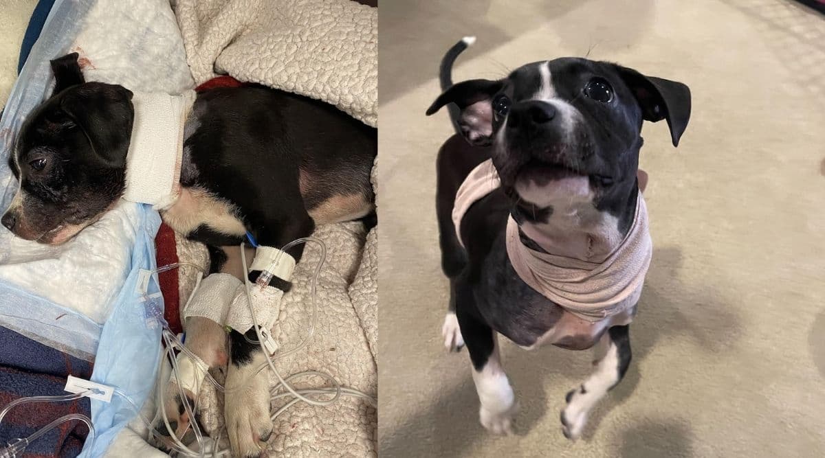Tiny Pup Wounded By Gunfire Fights For Her Life
