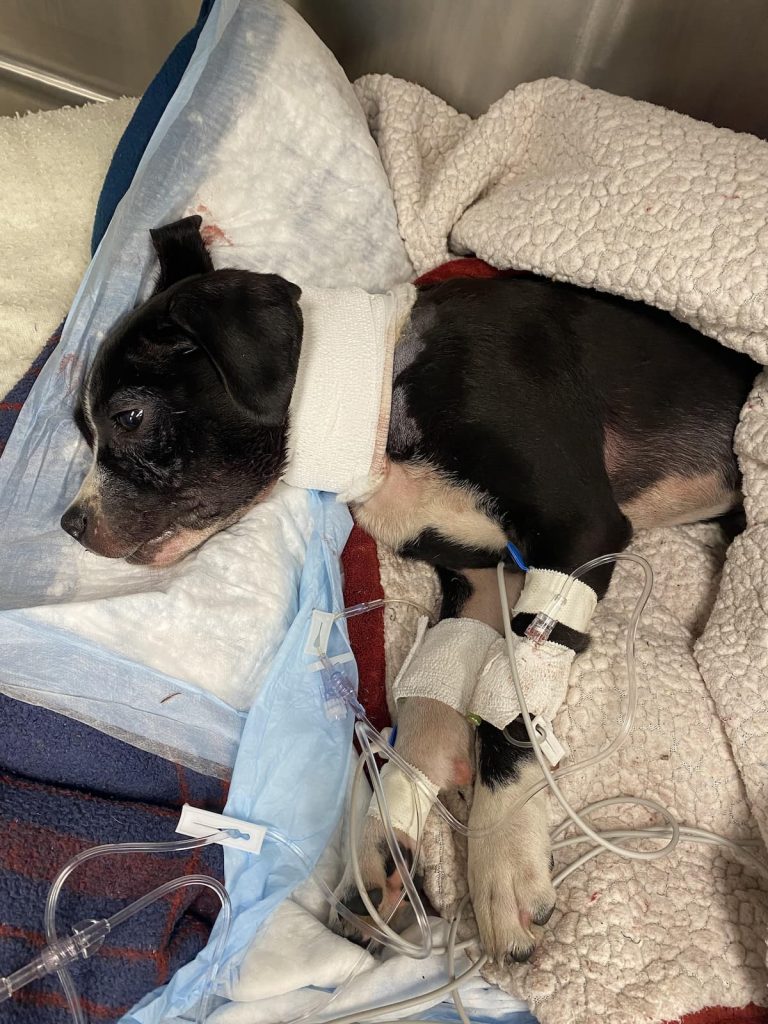 tiny pup Ruby in hospital