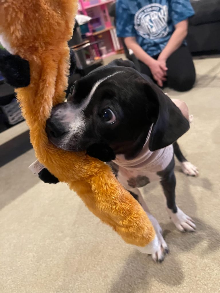 Miracle pup Ruby