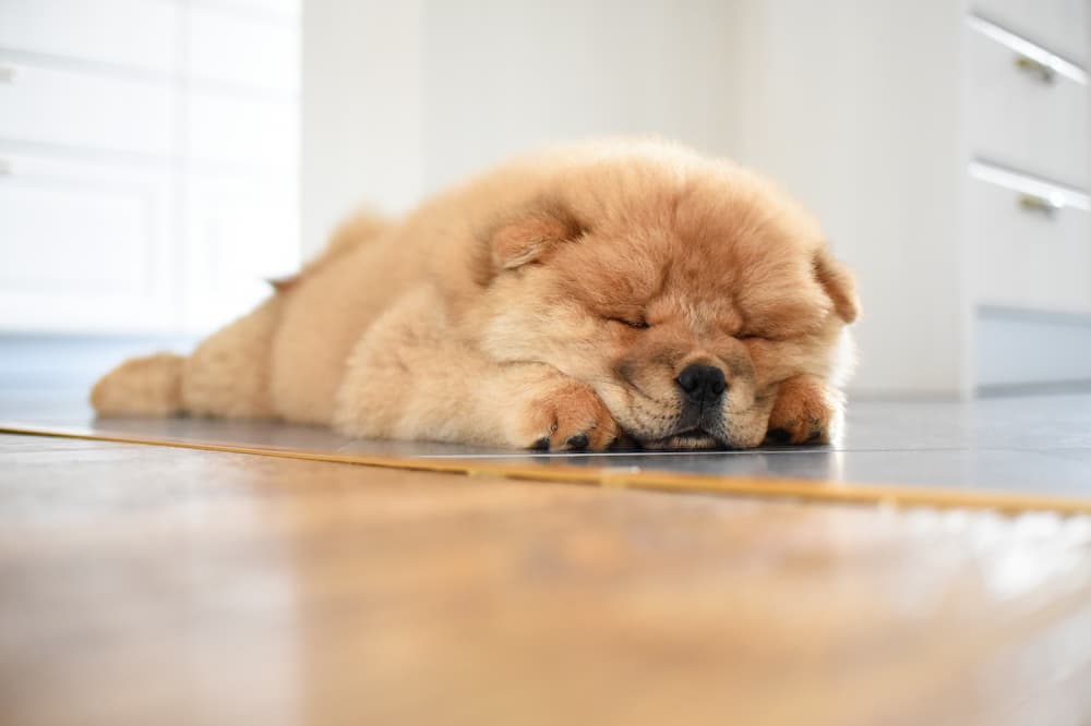 cute sleeping dog
