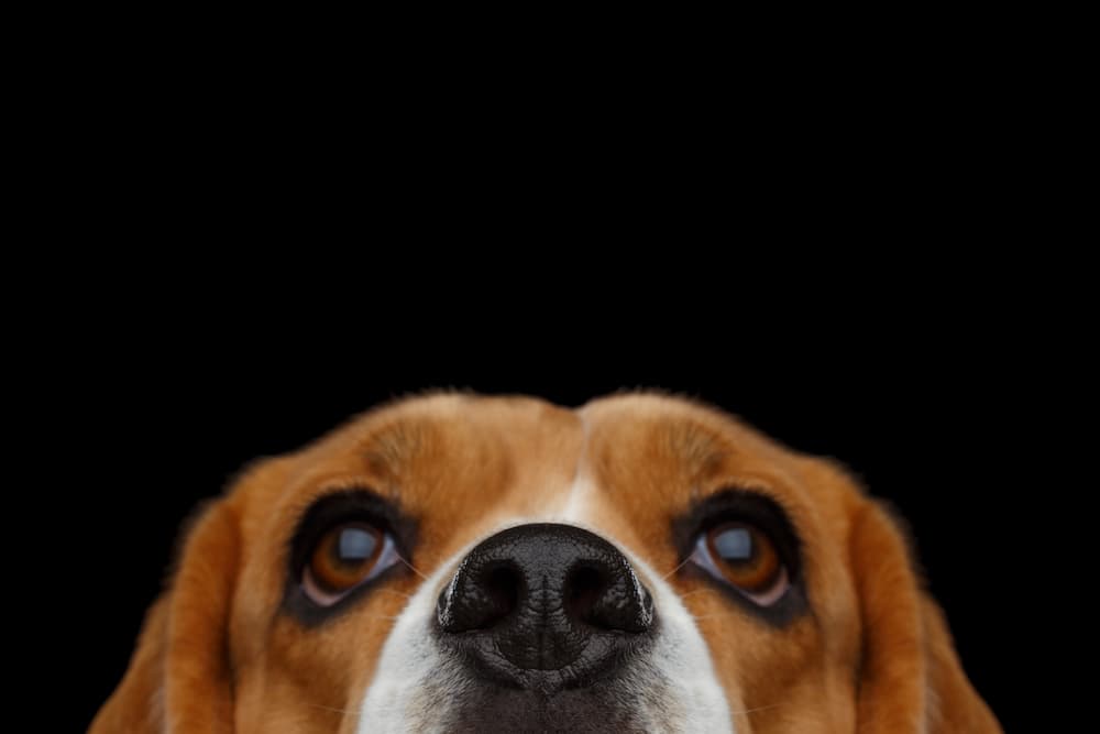 Cute Beagle Quotes