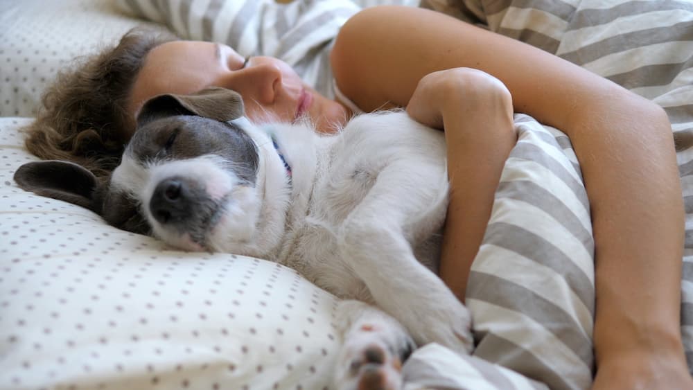 dog curled up to sleep with owner