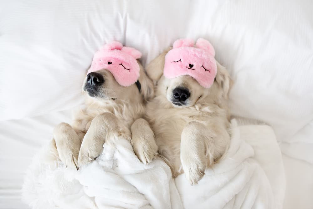 43 Dog Sleeping Puns and Snoozy Sayings