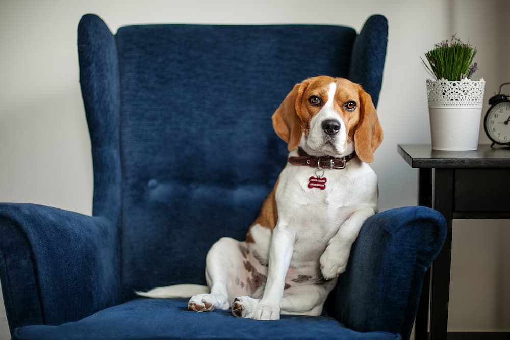 Cute Beagle quotes