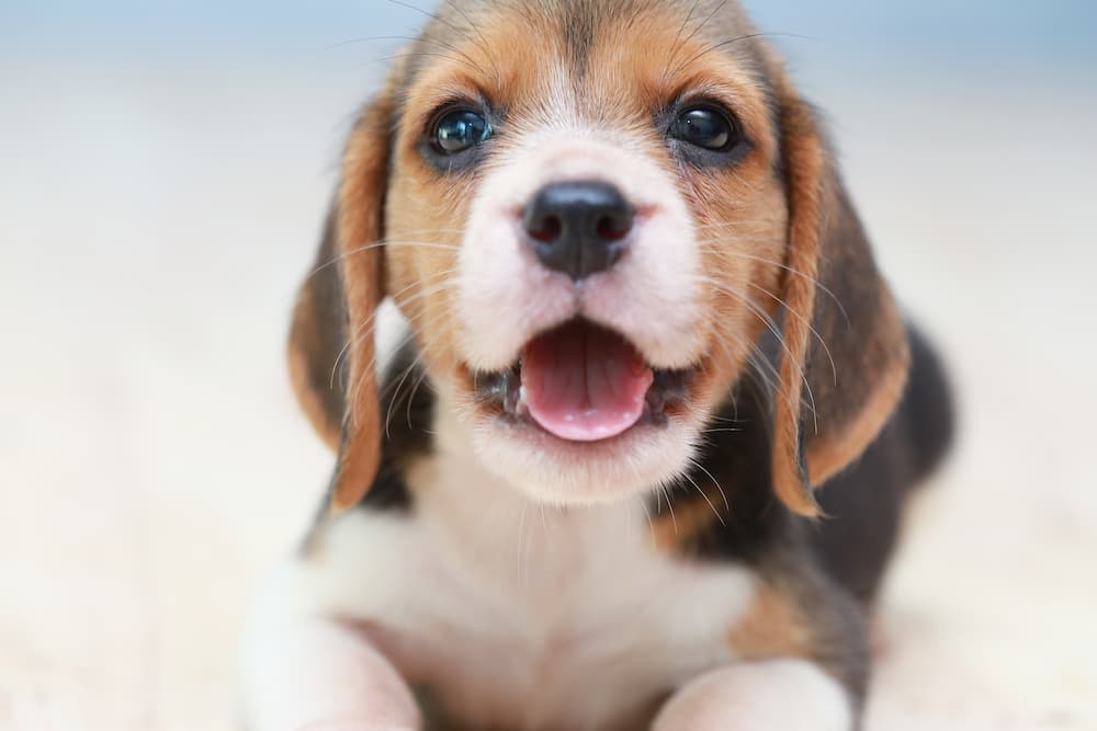 Cute Beagle puppy