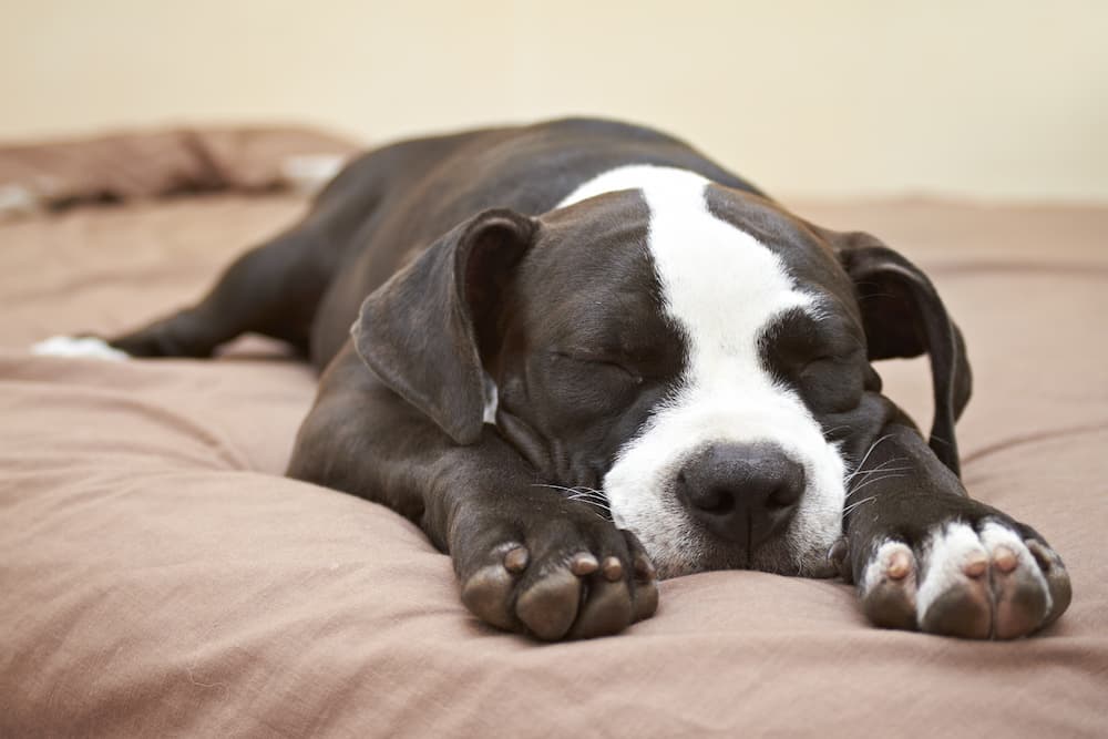 dog sleeping puns