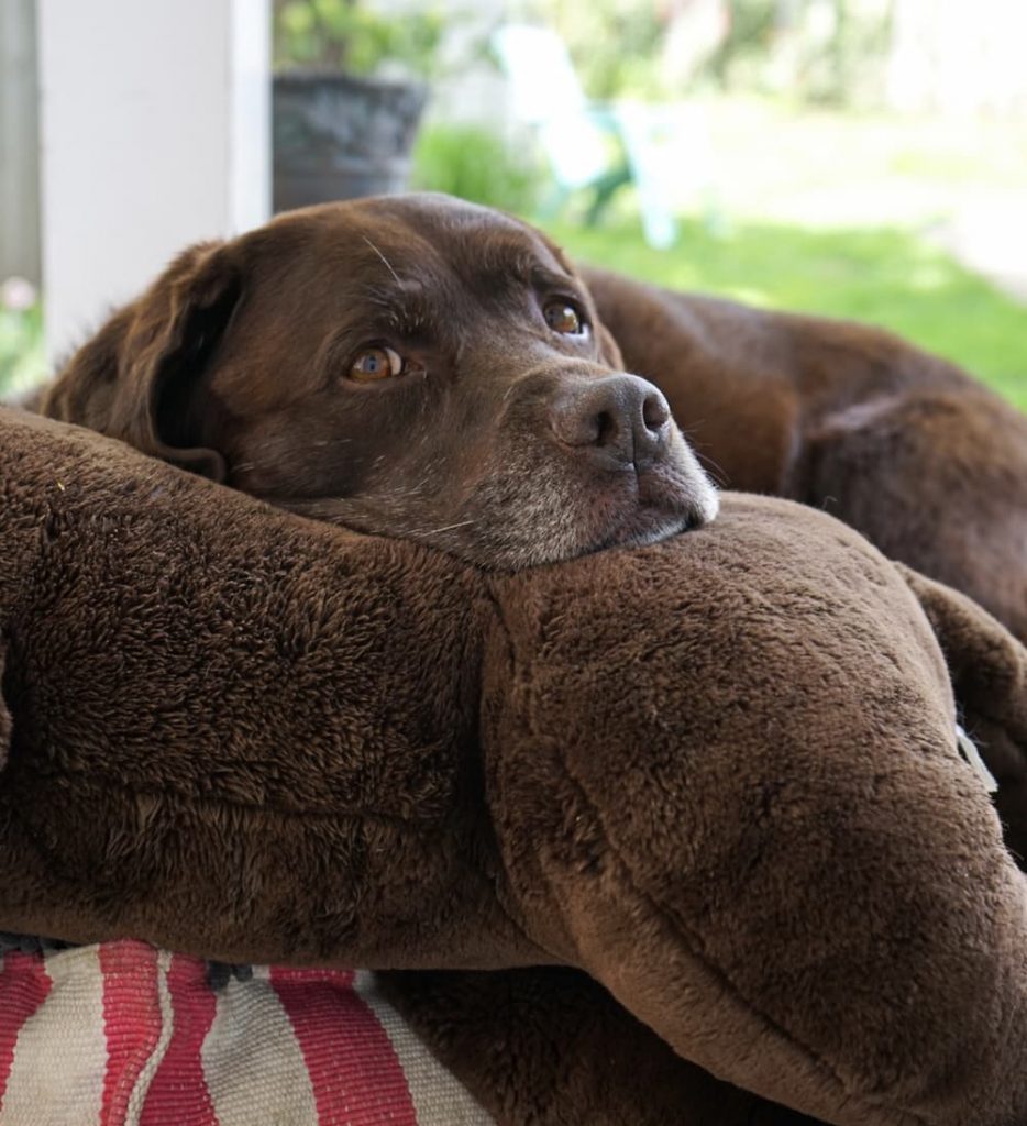 Labrador cuddled on stuffed animal