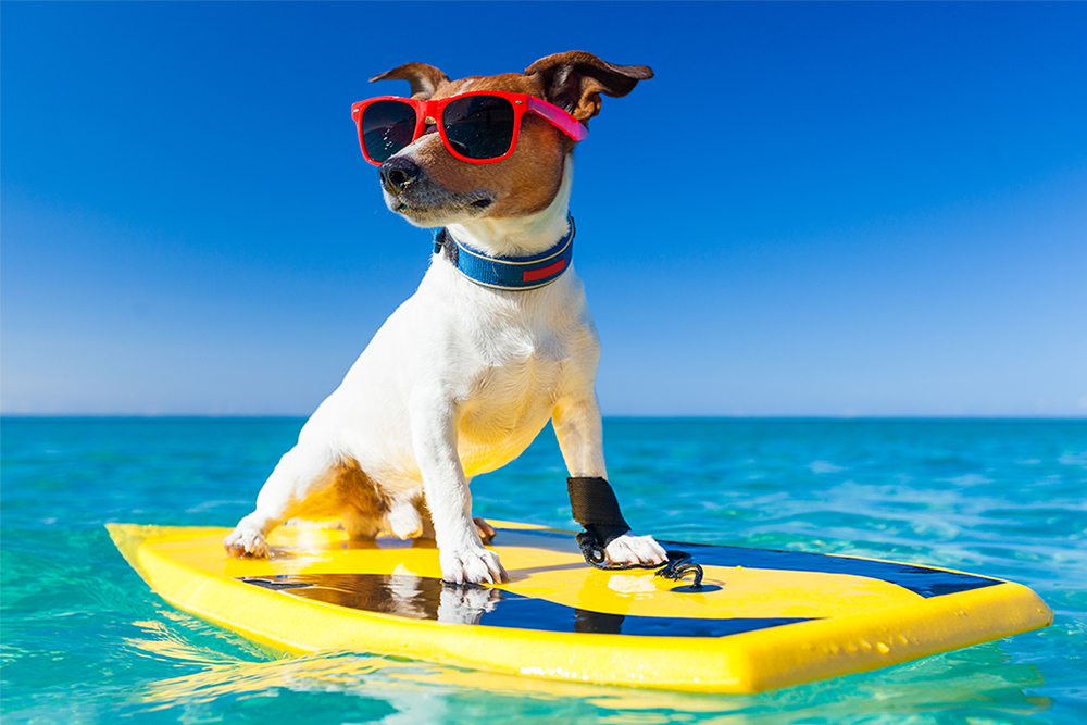Pet-Friendly Vacations: Where to Go, What to Bring