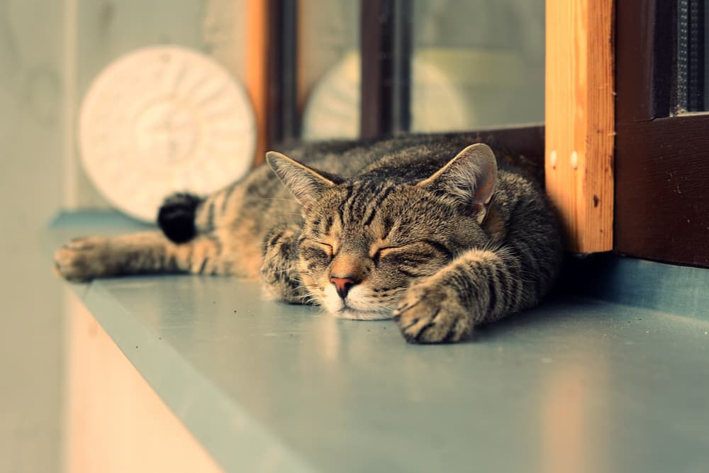 Cat sleeping against railing in Chicago