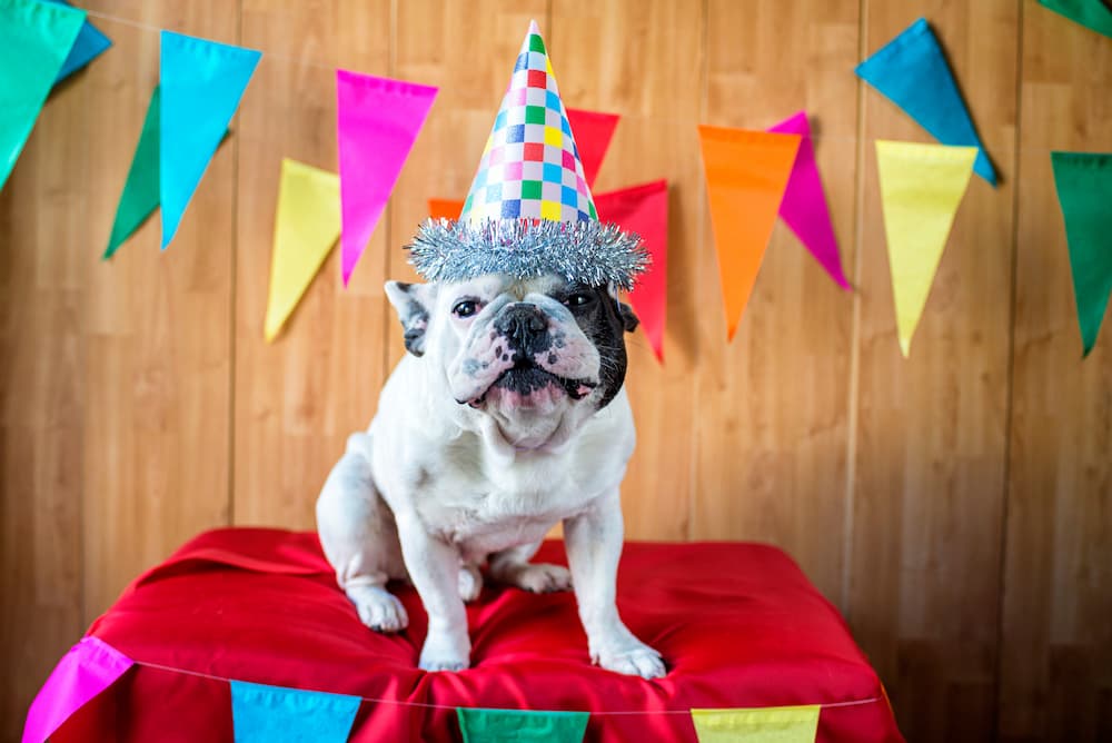 50 Dog Birthday Puns To Make You Smile