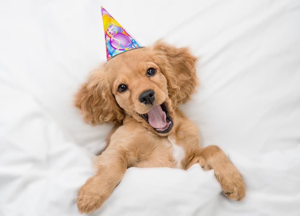 Dog birthday hat a puppy in a bed