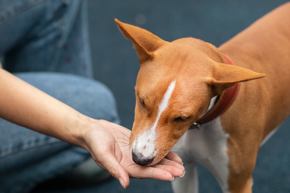 Owner giving dog a treat