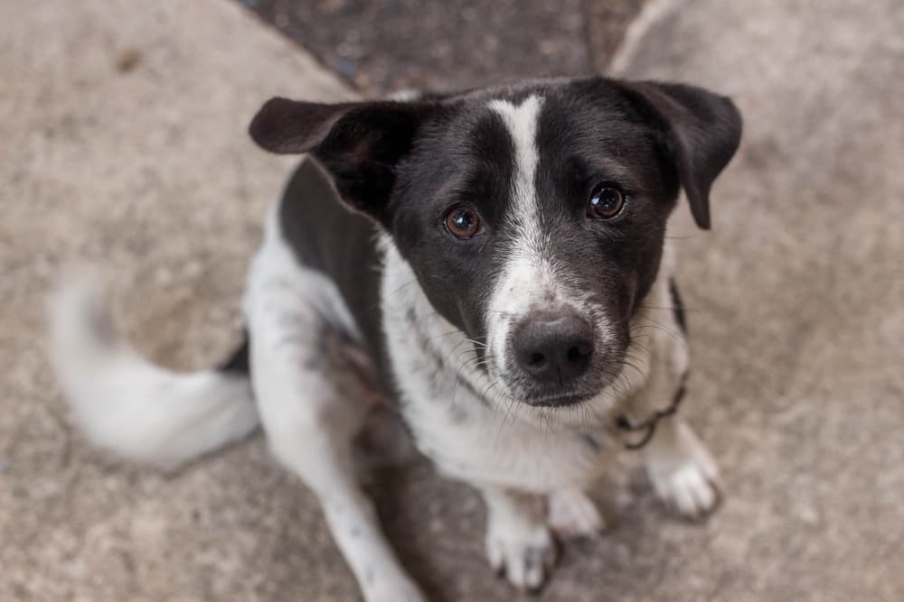 Dog looking anxious because of firework sounds