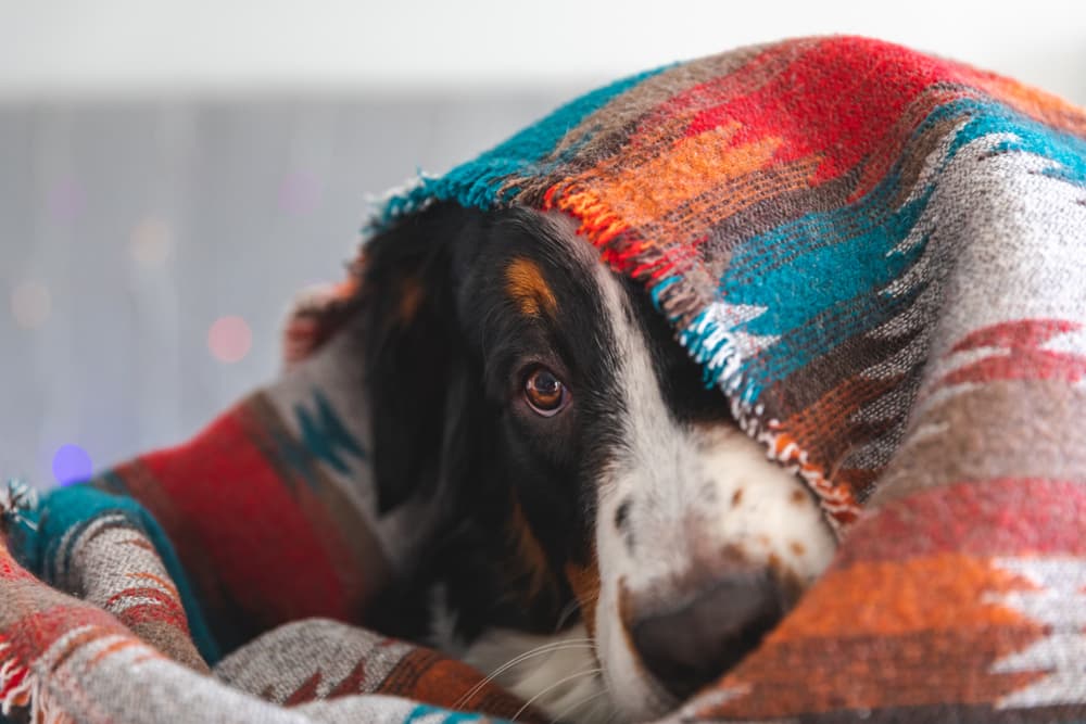 Why Are Dogs Scared of Fireworks?