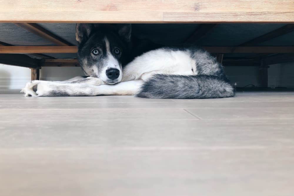 Dog hiding under the bed