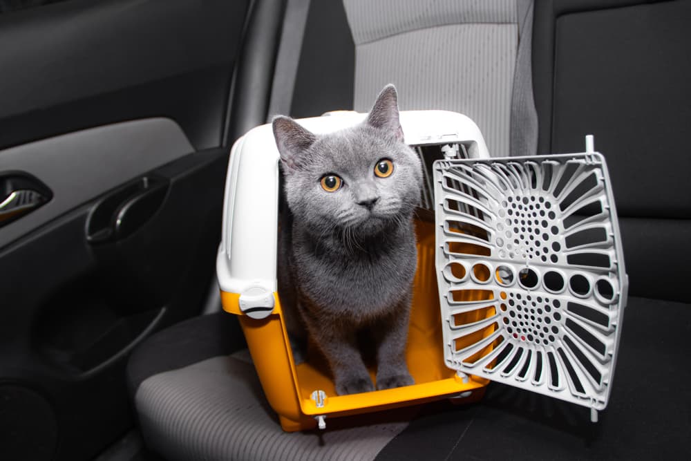 Cat in car in travel crate