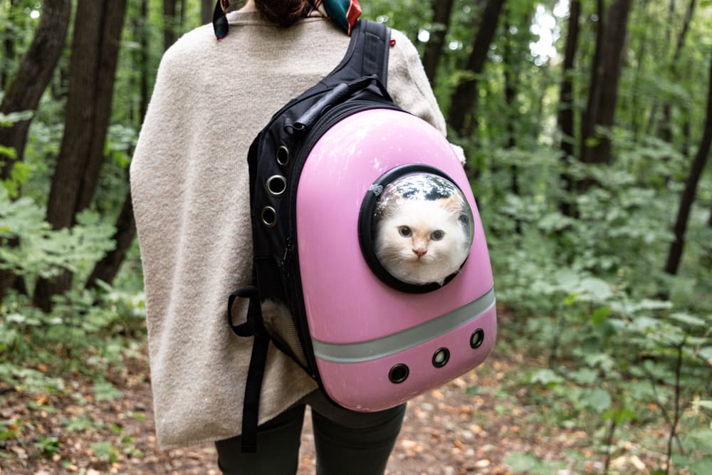 Cat in travel backpack