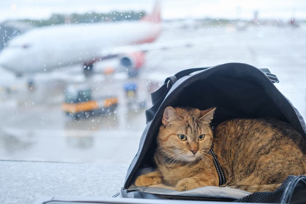 Cat in airport