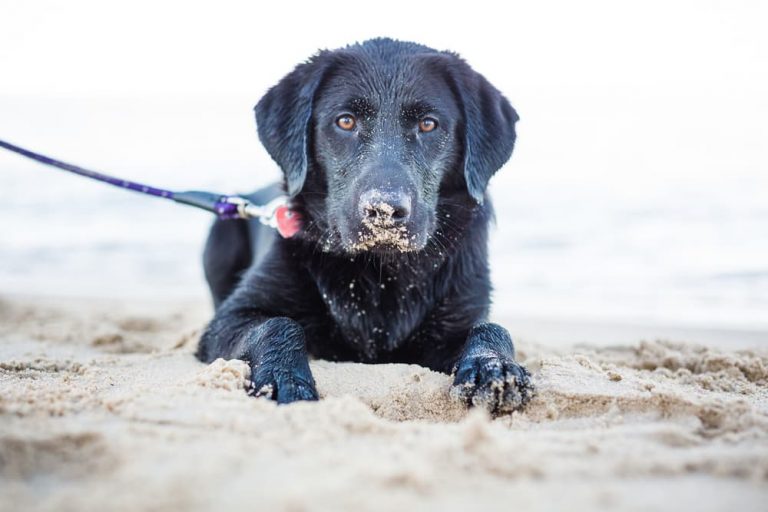 Dog on Michigan beach