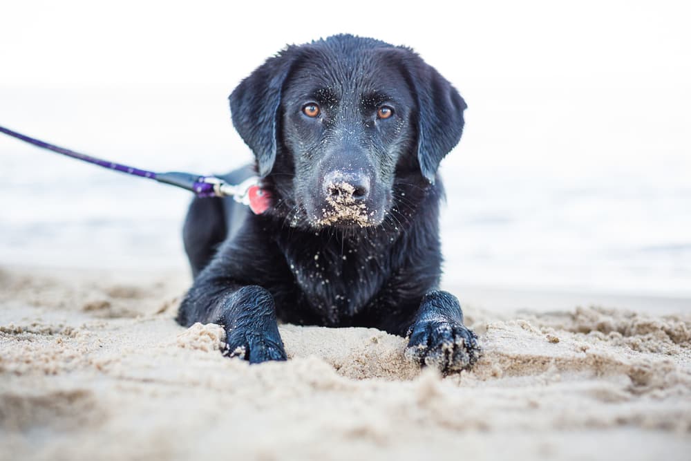 10 Best Dog Beaches in Michigan