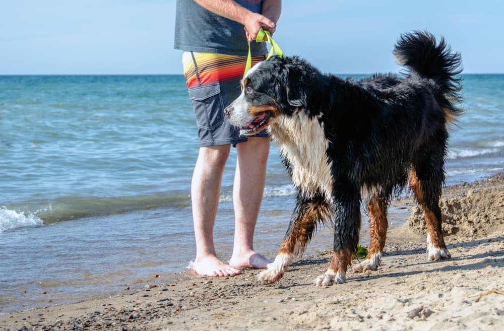 Bernese Mountain Dog on beach
