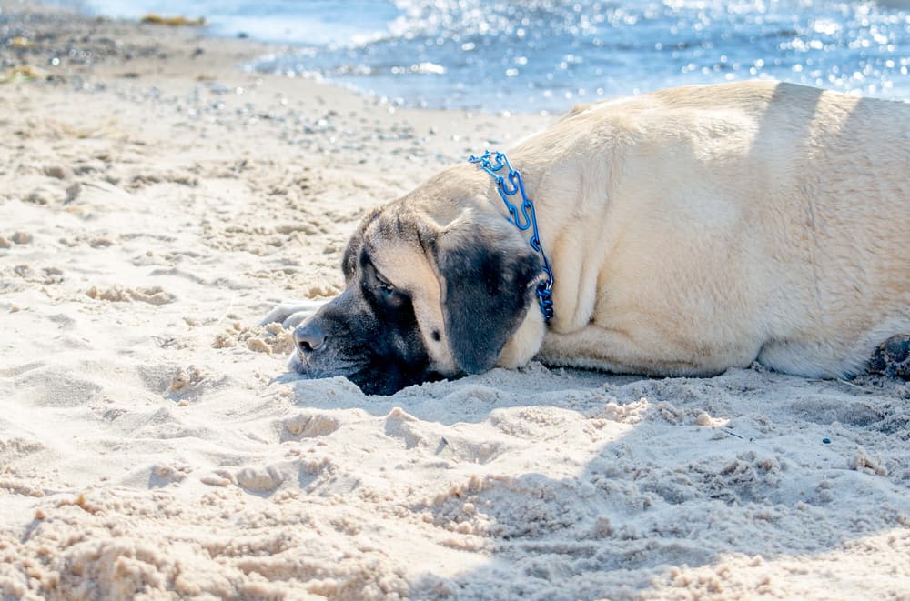 Dog at Warren Dunes State Park