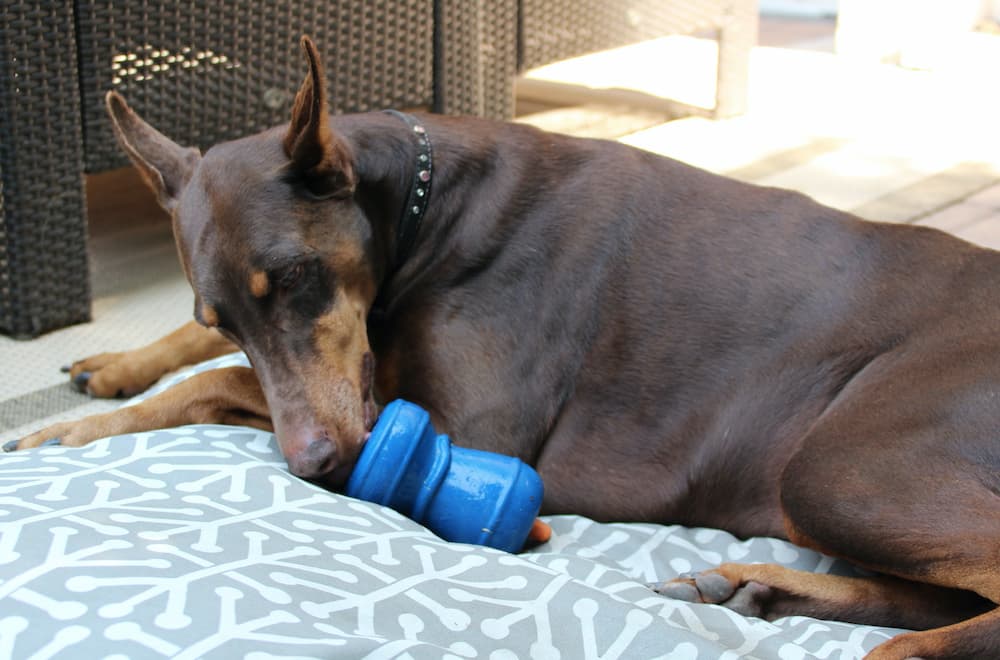 Dog eating frozen treat