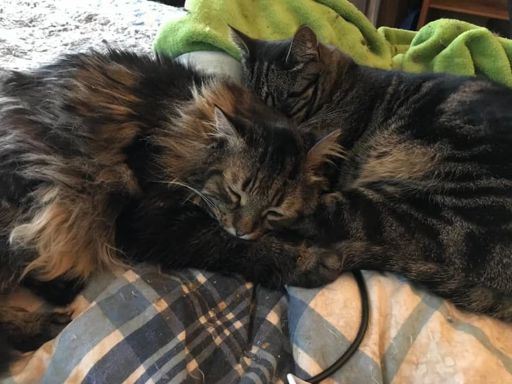 cuddle cats