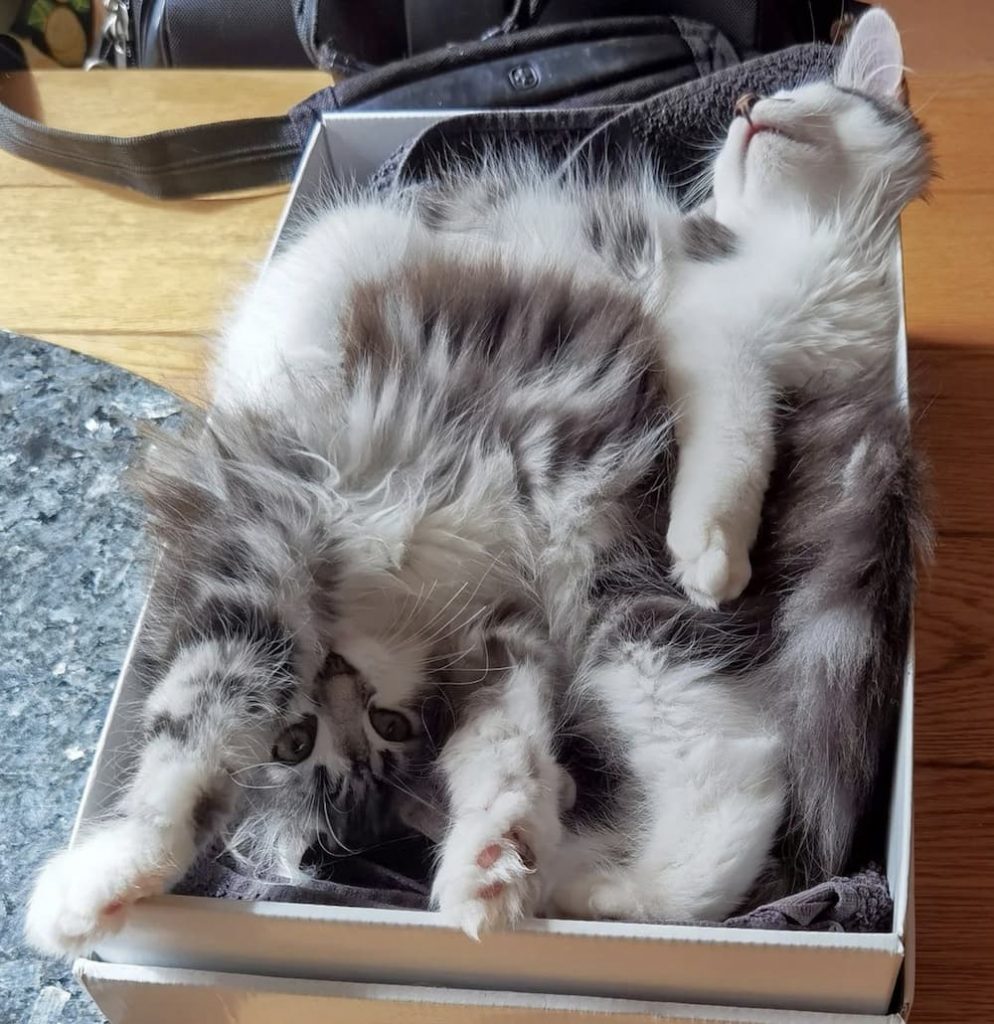 two cats cuddling