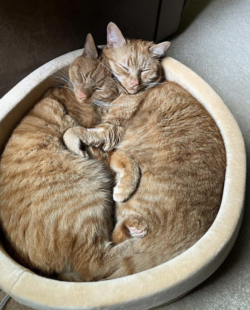 two cats curled up together
