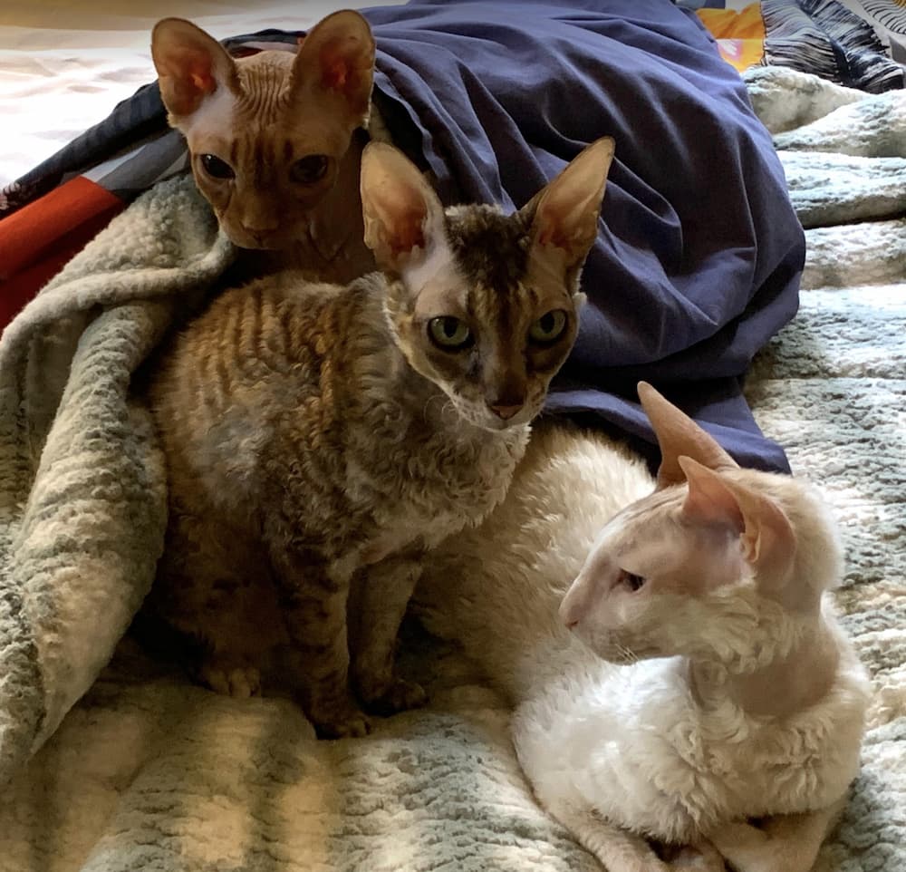 Three cats snuggling