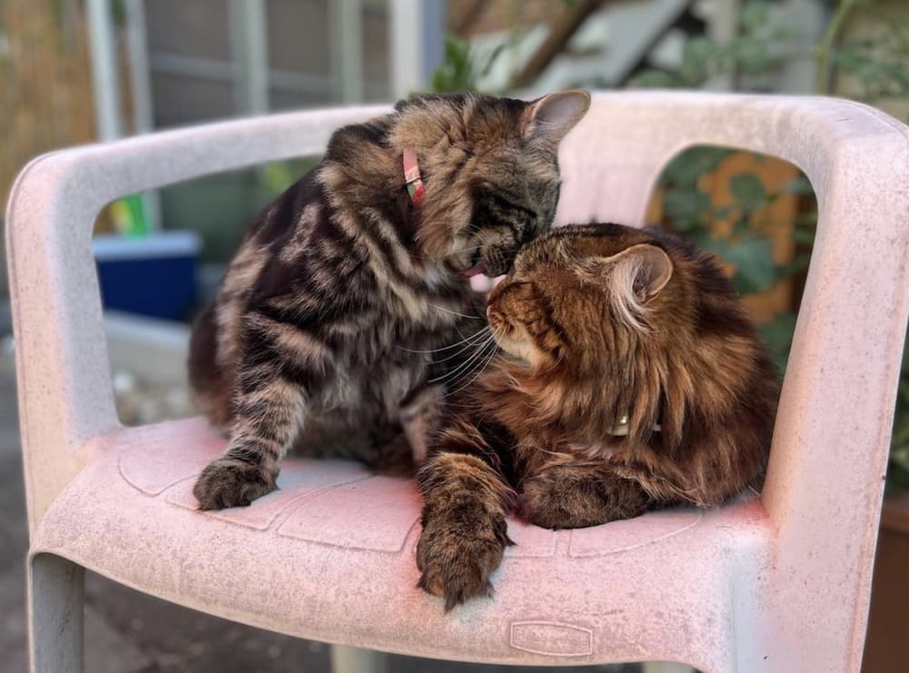 cats love each other