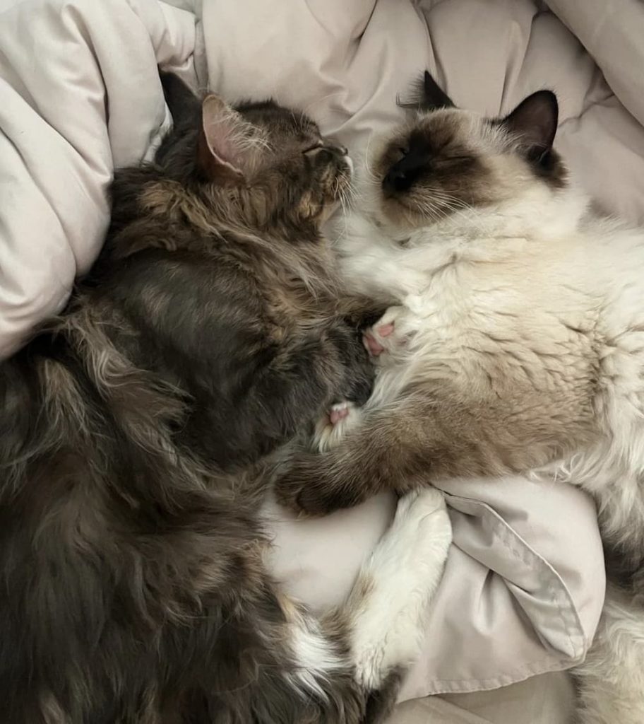 snuggling felines