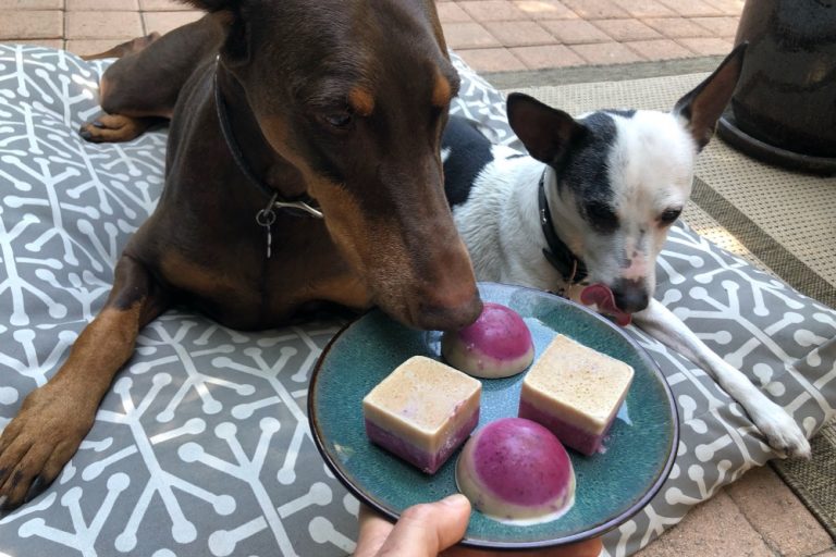 dogs enjoying frozen treats