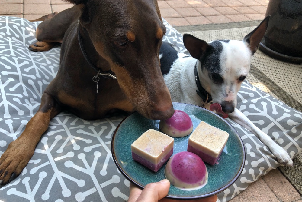 4 Frozen Dog Treat Recipes to Try at Home