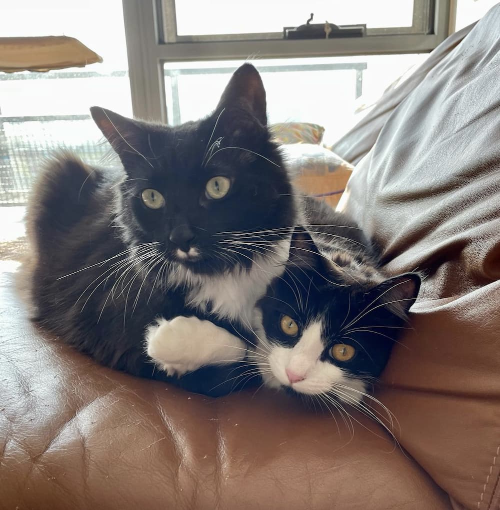 Pretty tuxedo cats