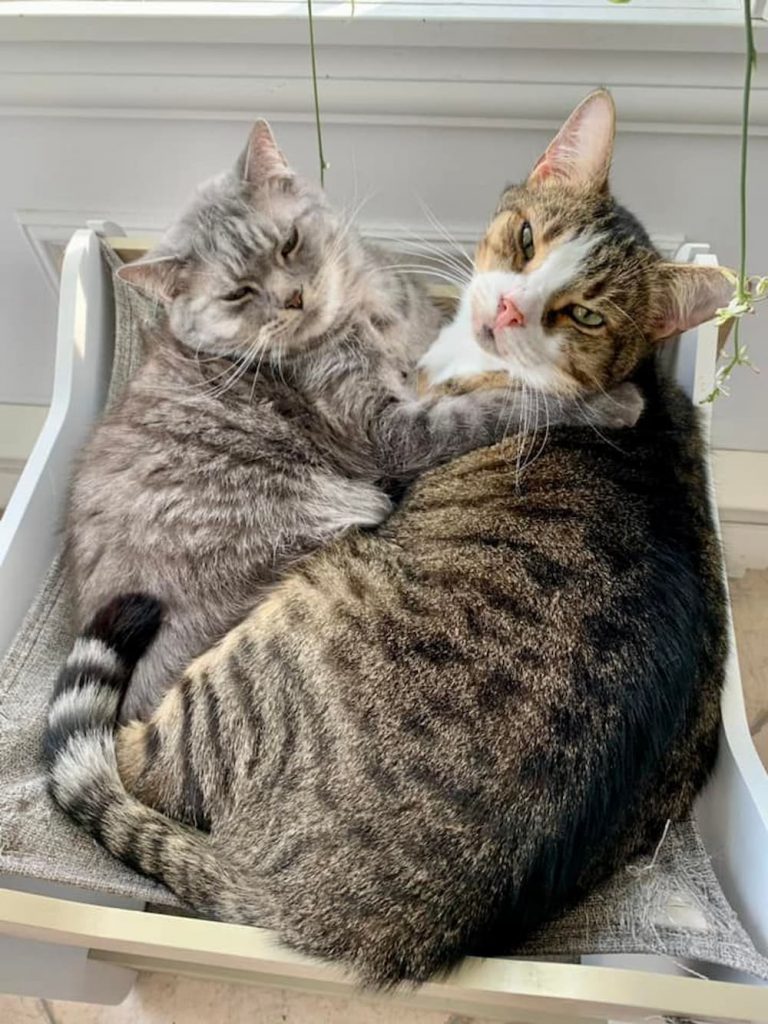 Cats look at camera
