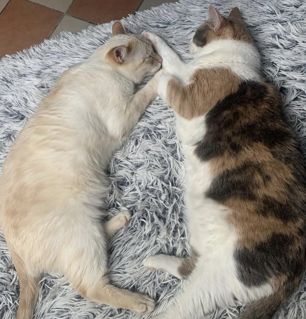 sleeping cats