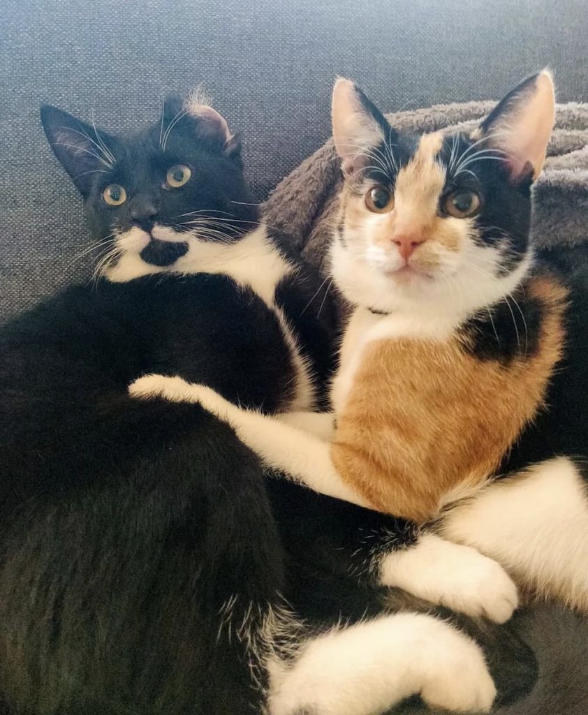 sweet cuddly cats