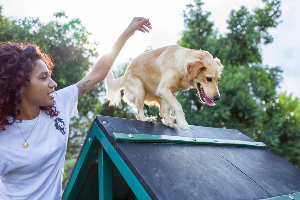 Happy dog doing tricks at doggie daycare