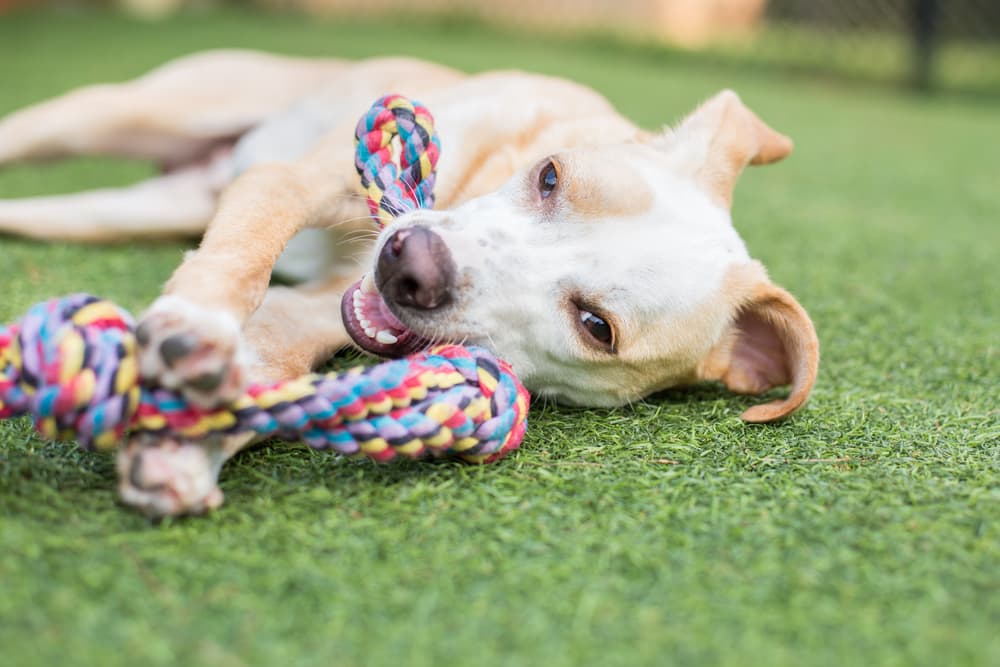 Happy dog at dog daycare