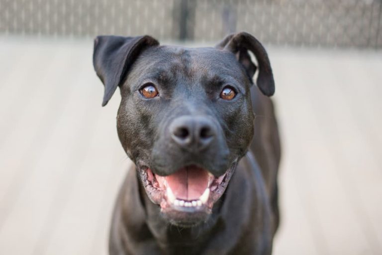 Happy dog at a daycare in Miami