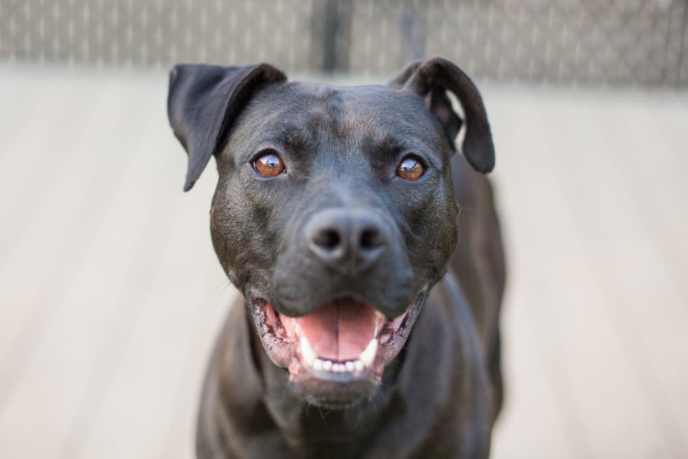 8 Best Dog Daycares in Miami