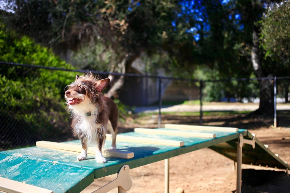 Dog at dog daycare in Miami