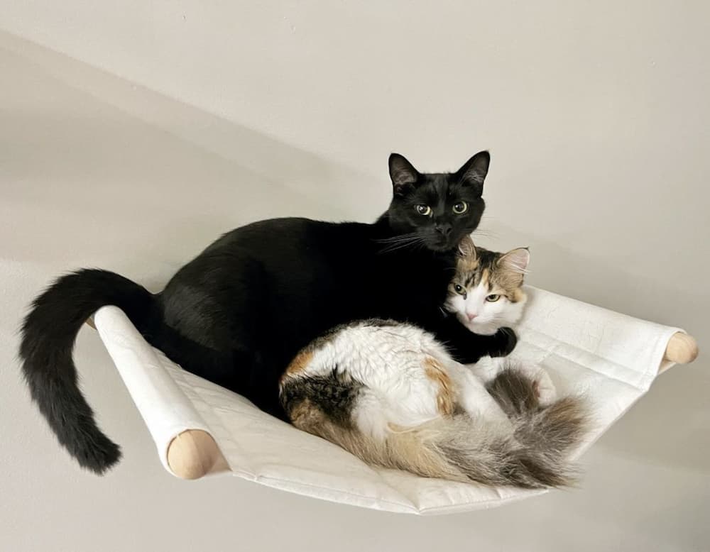 two cats snuggling on cloth