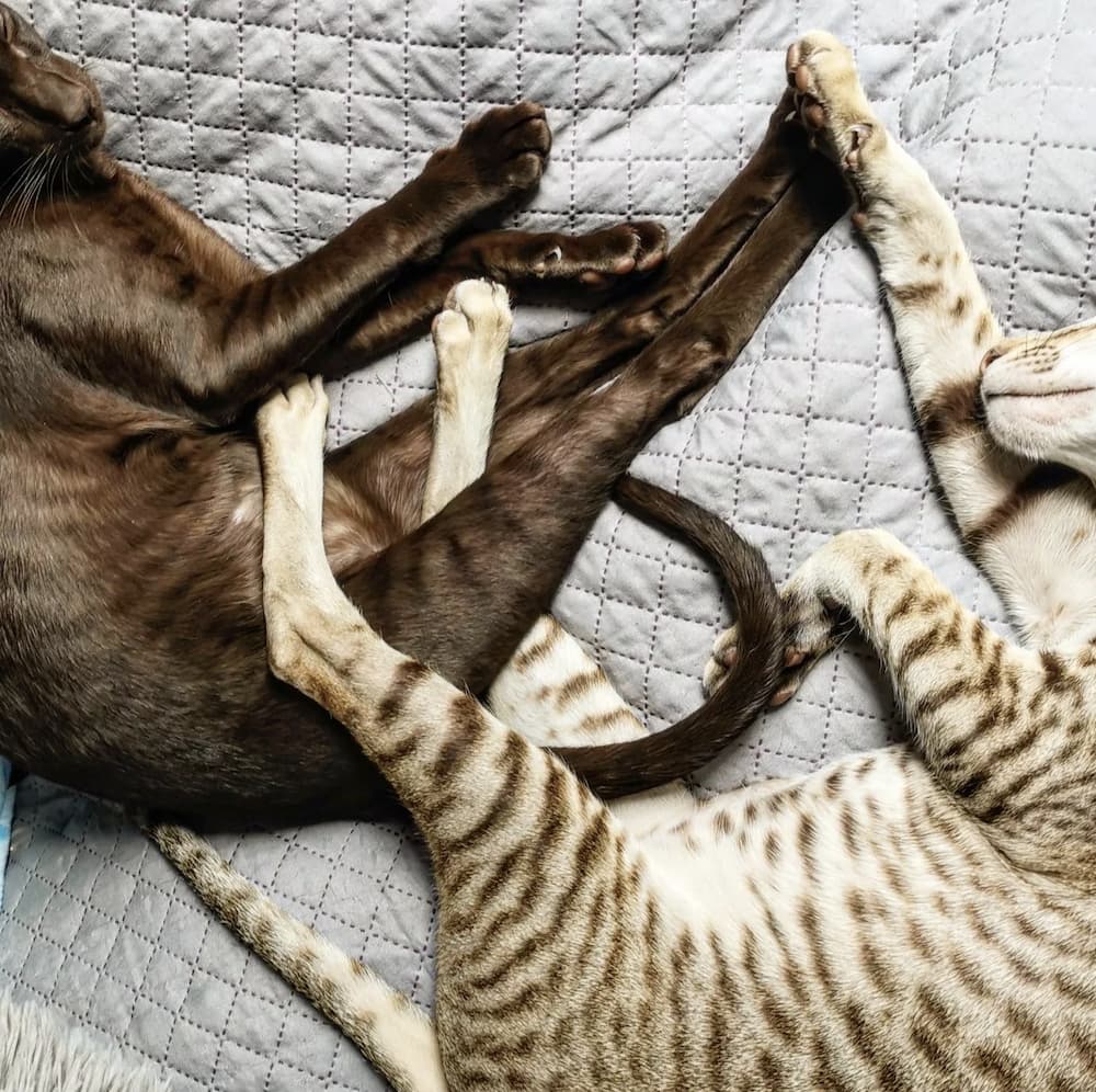 paws of cats