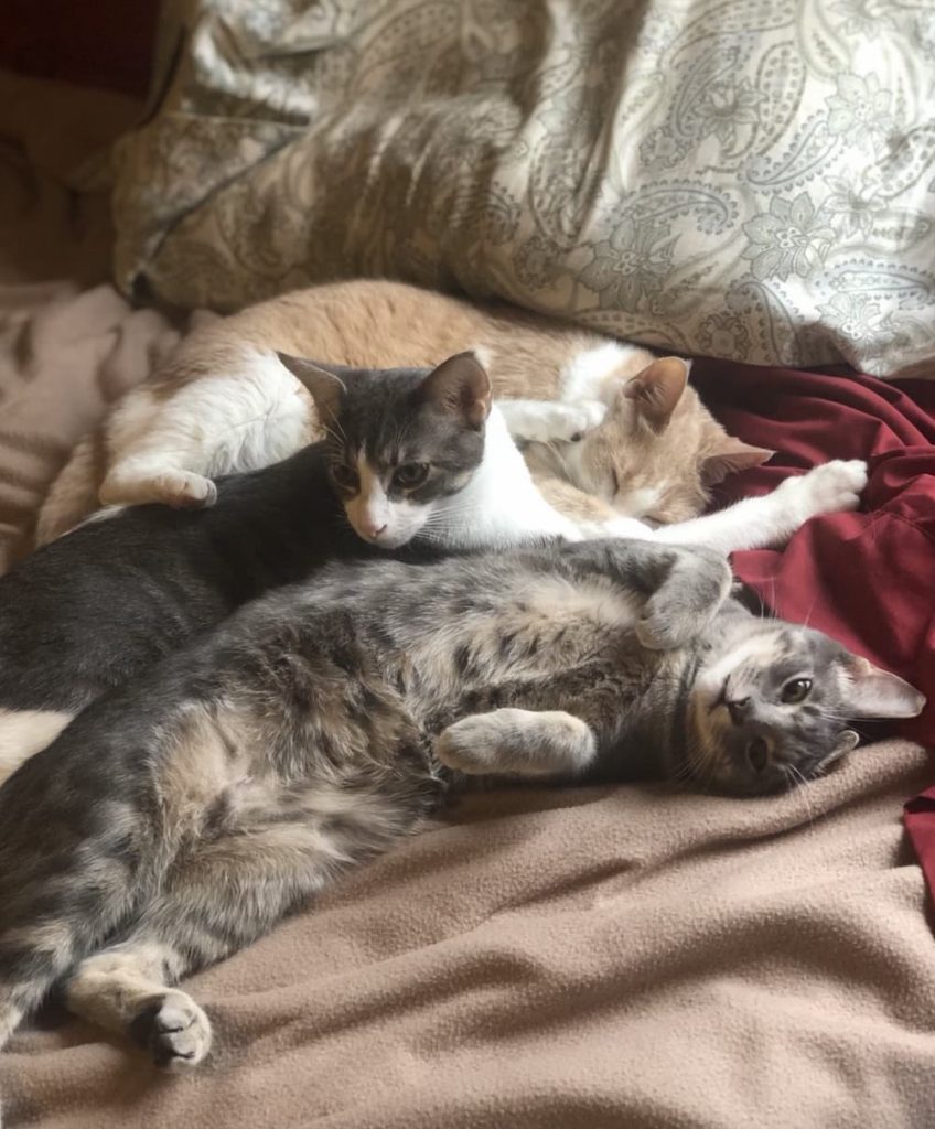 three kitties in a pile
