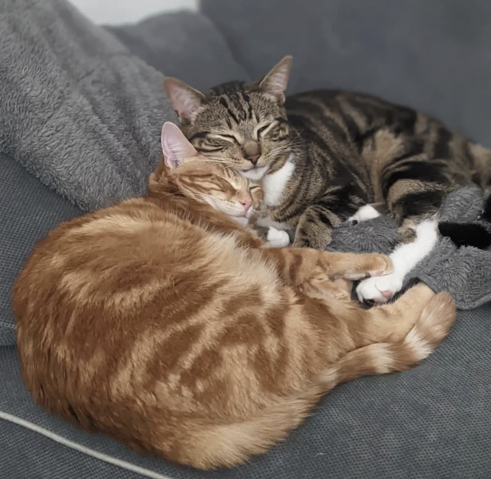 napping cats
