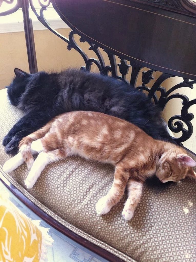 pretty kitties lay together