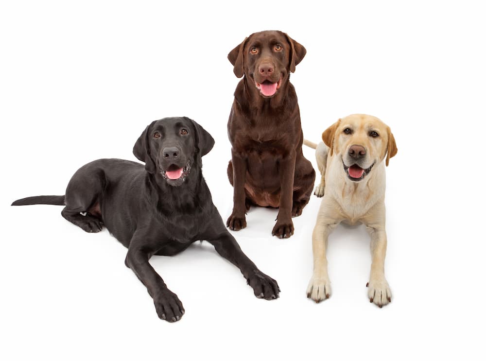 Labrador Retriever Quotes